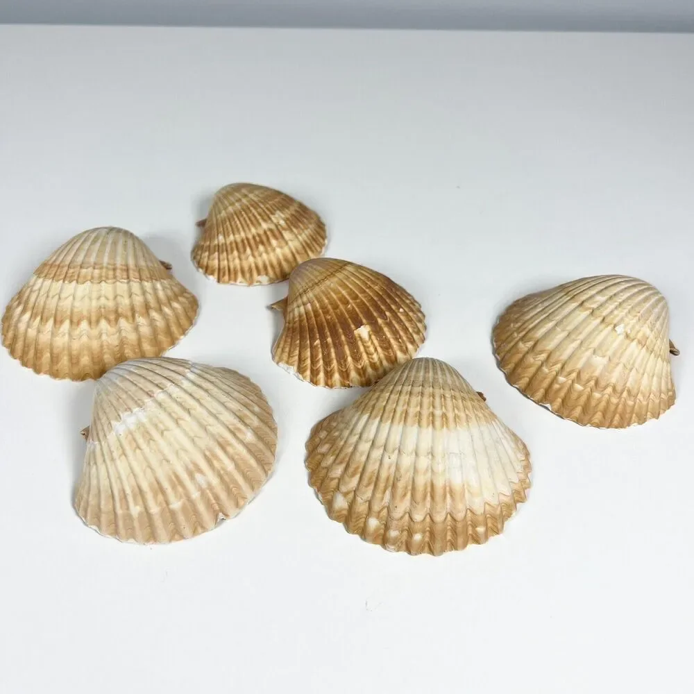 Lot of 6 Seashells Clam Shell Medium 3” Ocean Theme Home Decor